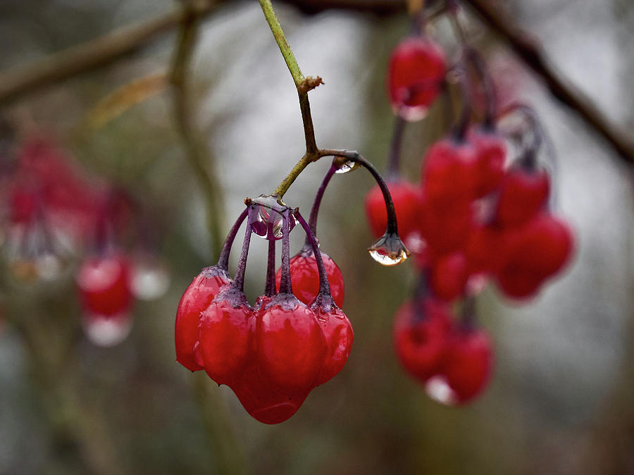 Last berries of the fall Photograph by Jouko Lehto