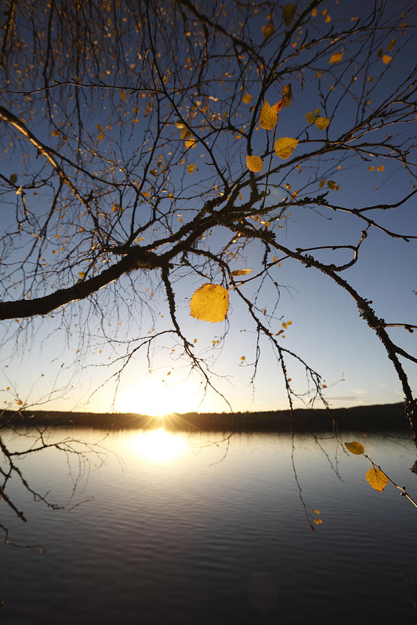 Last birch leaves in fall illuminated by the light of setting sun Photograph by Ulrich Kunst And Bettina Scheidulin