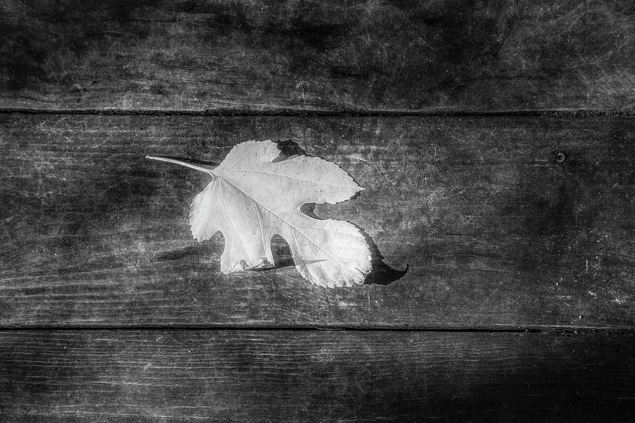 Last Bit of White in Black Photograph by Debra and Dave Vanderlaan