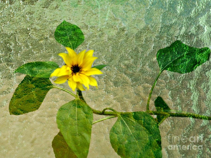 Sunflower Photograph - Last Chance Sunflower In NH by Barbara S Nickerson