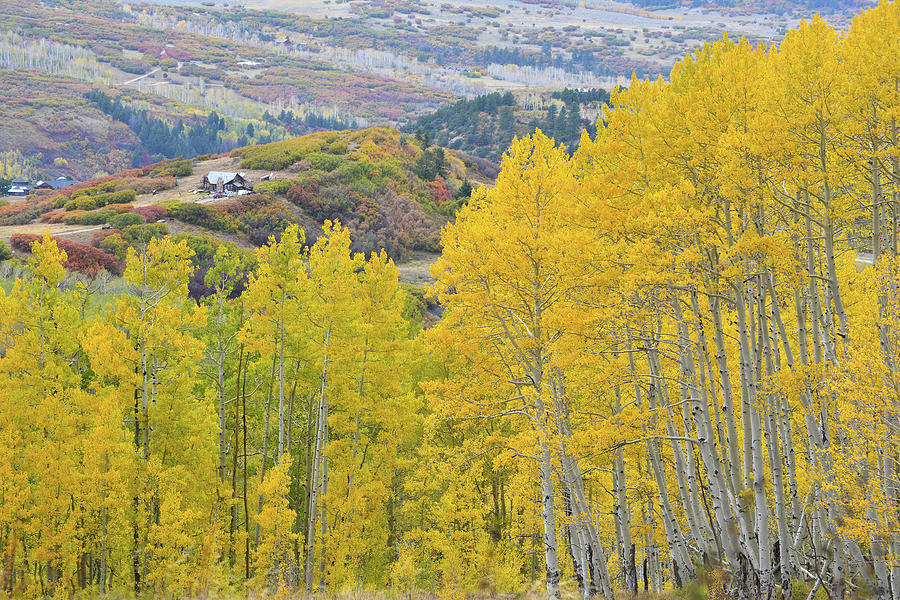 Last Dollar Road Aspen Gold Mine Photograph by Ray Mathis
