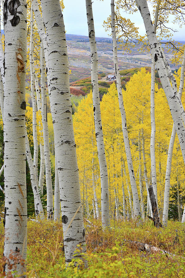 Last Dollar Road Aspen Grove Gold Photograph by Ray Mathis