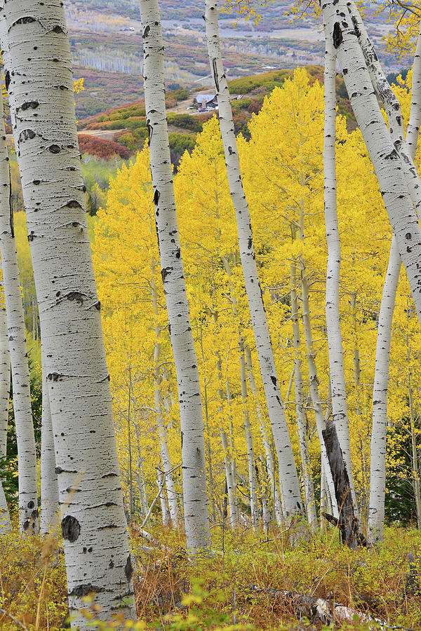 Last Dollar Road Aspens in Full Color Photograph by Ray Mathis