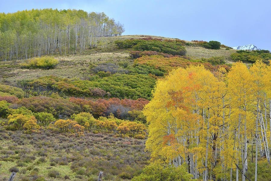 Last Dollar Road High Country Fall Colors Photograph by Ray Mathis