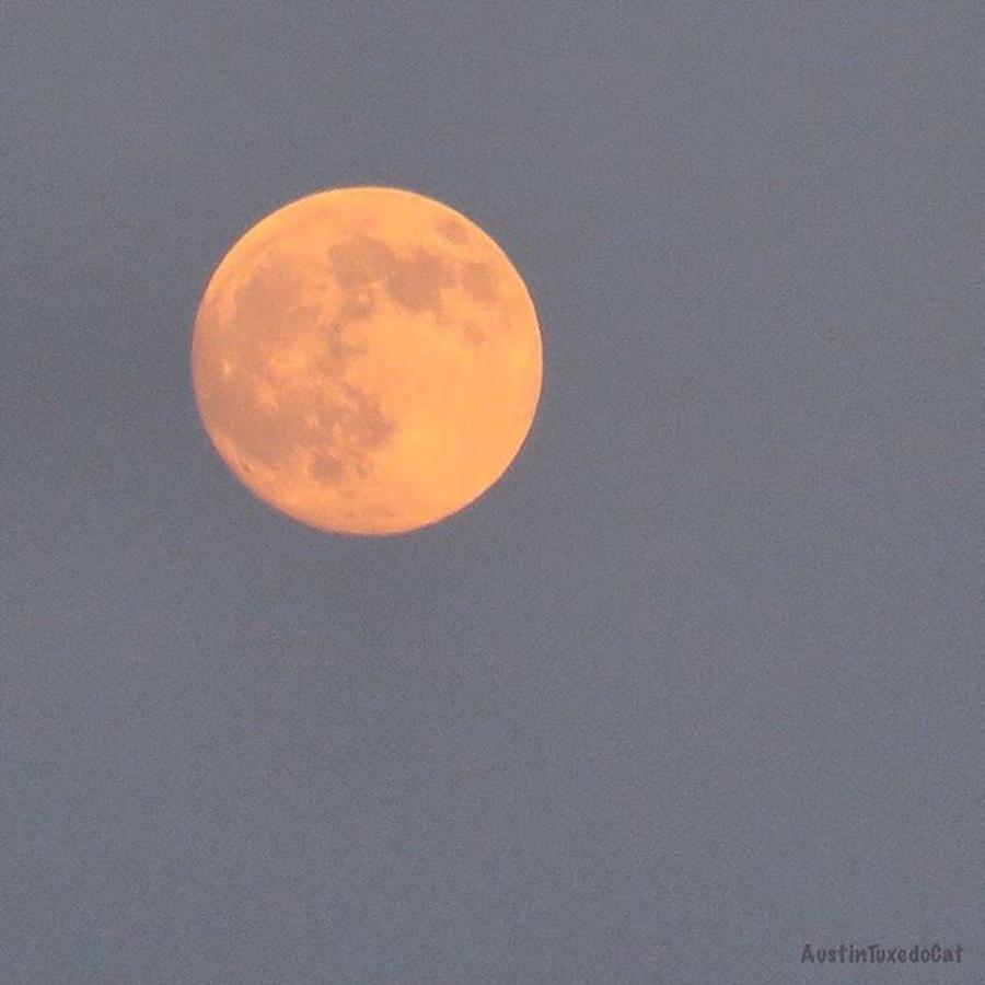 Planet Photograph - Last #evenings Almost #orange #moon by Austin Tuxedo Cat