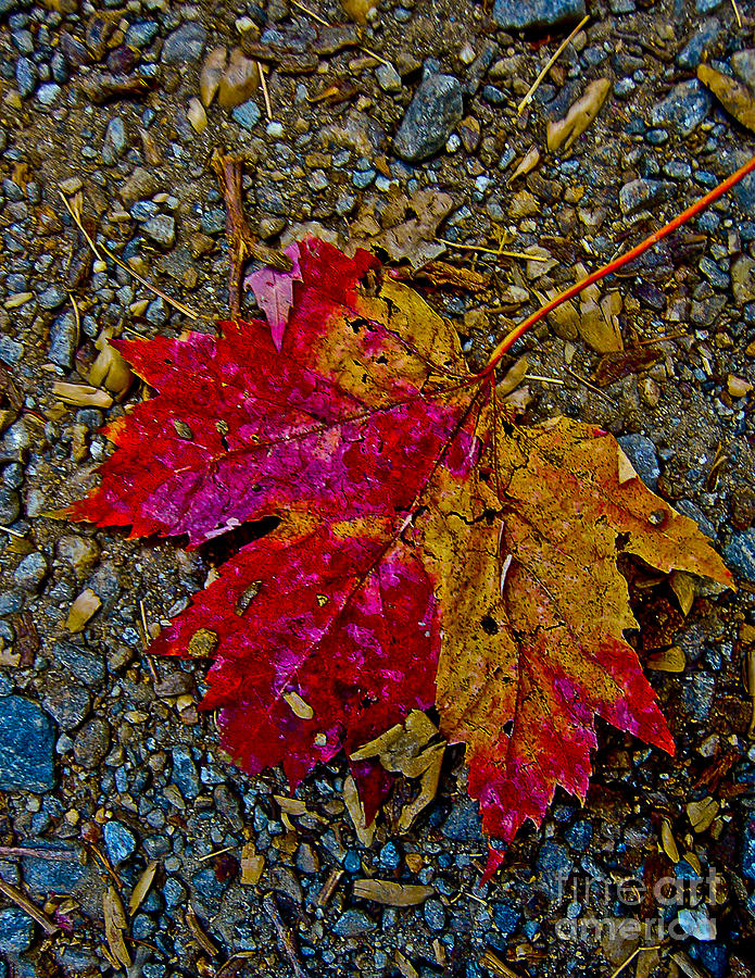 Last Evidence of Fall Photograph by Johnnie Stanfield