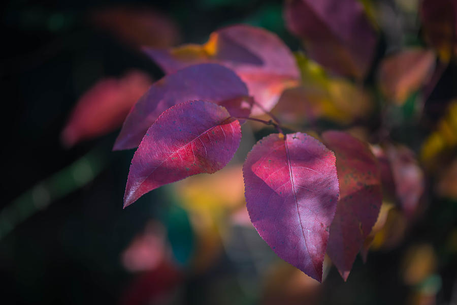 Fall Photograph - Last Fall Leaves by Bruce Pritchett