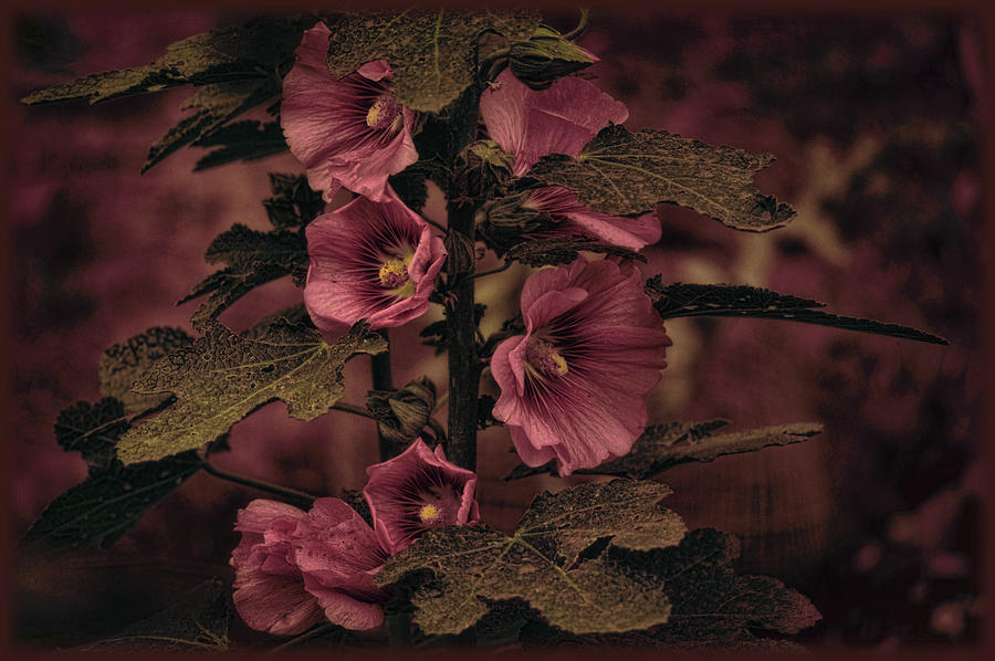 Last Hollyhock Blooms Photograph by Douglas MooreZart