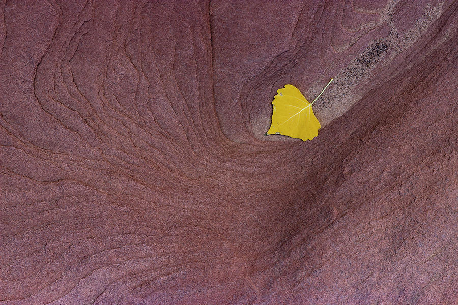 Last Leaf Photograph by Deborah Hughes Last Leaf Photograph by Deborah Hughes