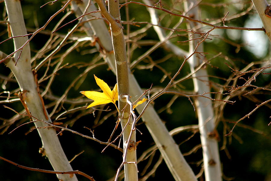 Last Leaf Photograph by Kume Bryant