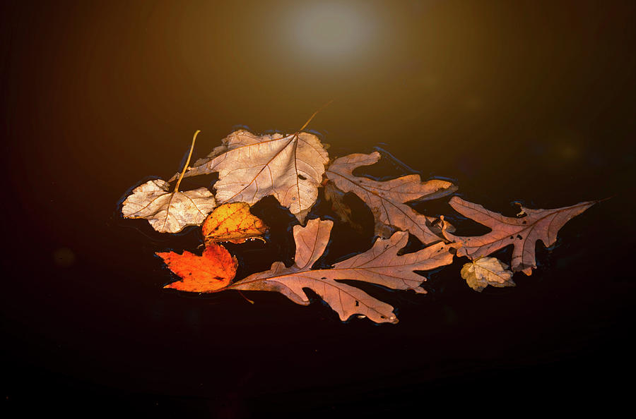 Last Leaves Photograph by David Kay