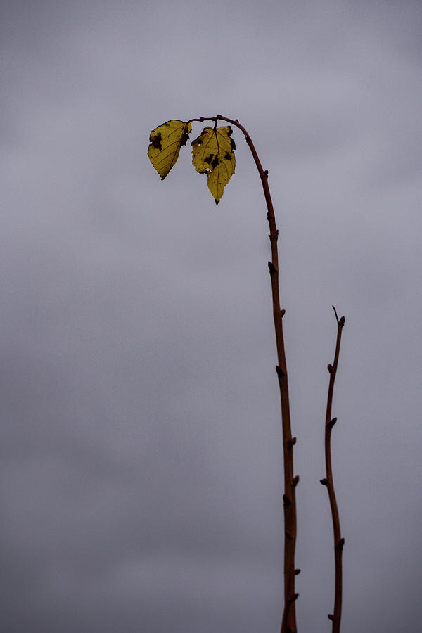 Last Leaves Photograph by Deborah Hughes