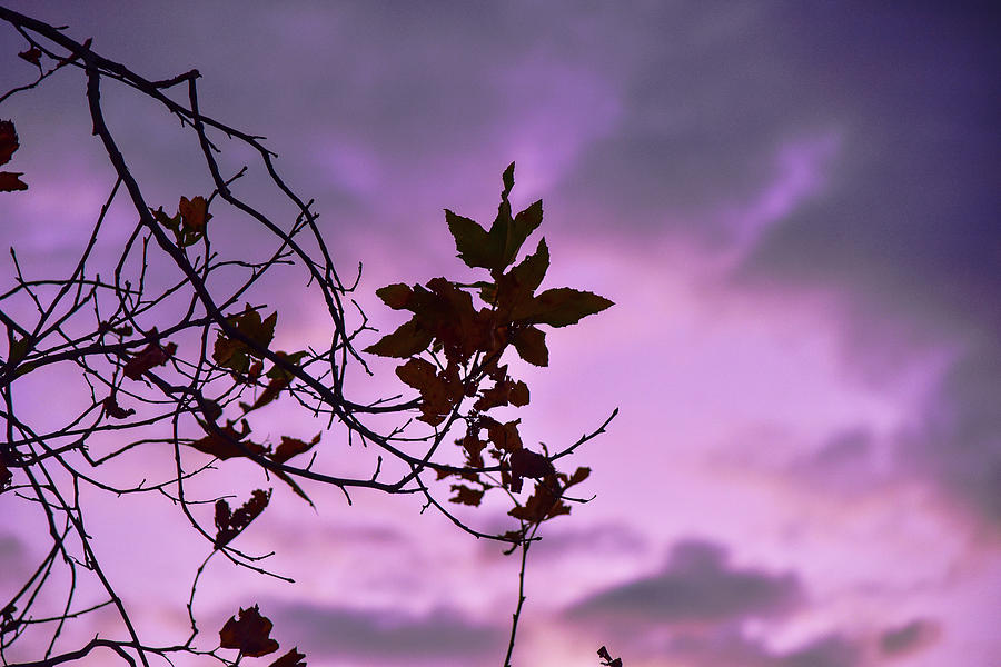 Last Leaves Of Autumn During a Purple Sunset I Photograph by Linda Brody