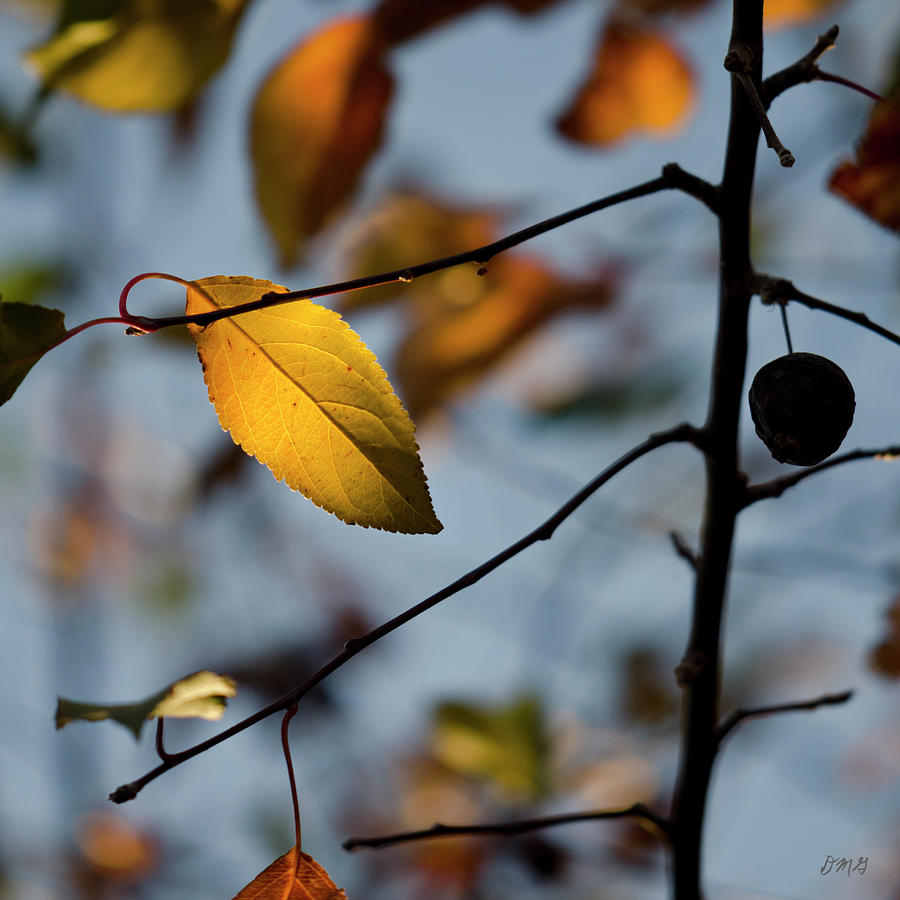 Last Leaves of Autumn II Photograph by David Gordon