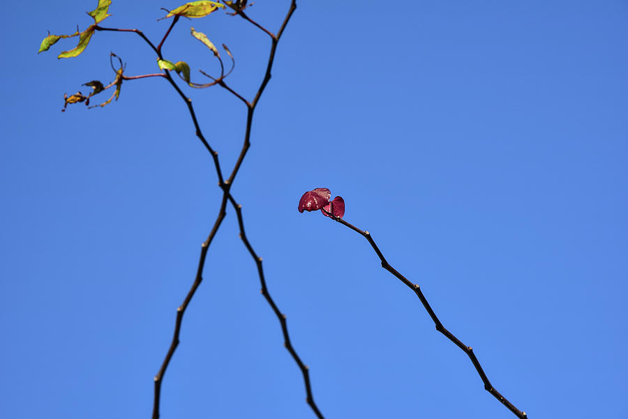 Last Leaves of Autumn Still Hanging On I Photograph by Linda Brody