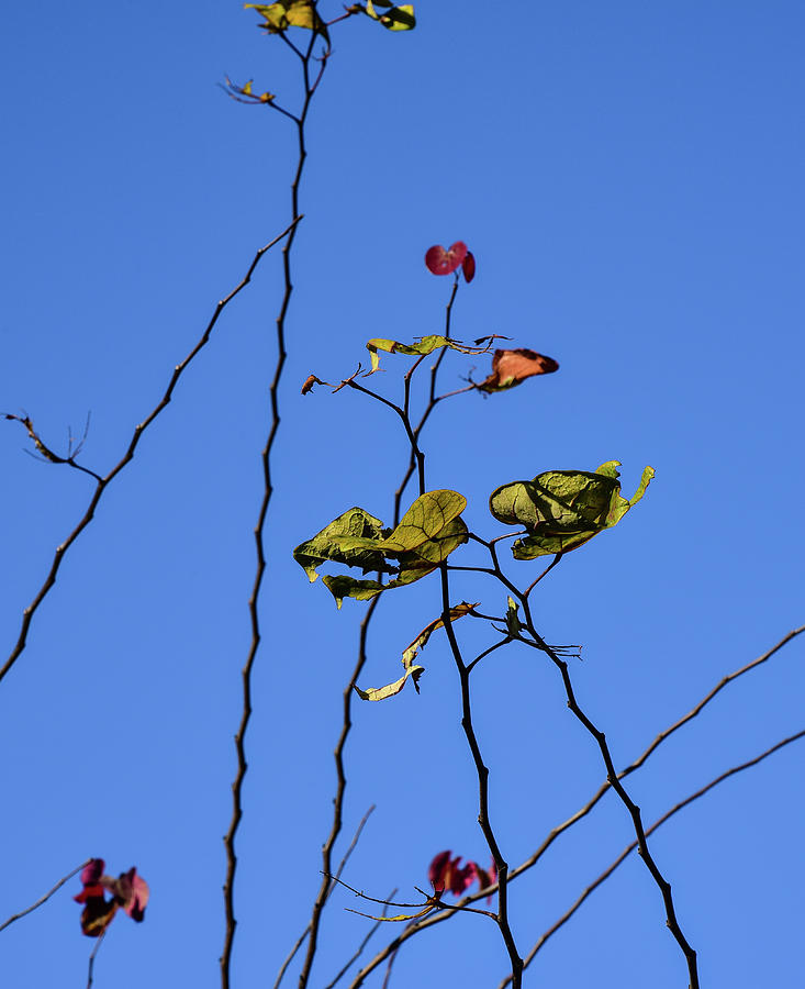 Last Leaves of Autumn Still Hanging On II Photograph by Linda Brody