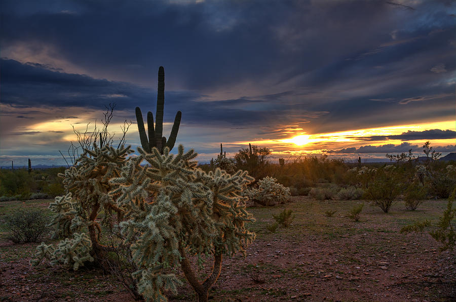 Last Light in the Sonoran Desert  Photograph by Saija Lehtonen