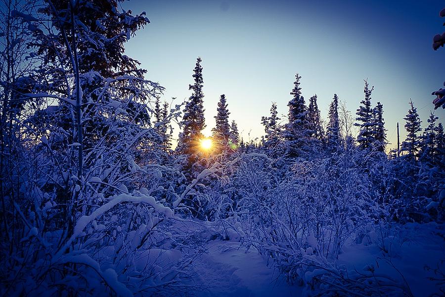 Last Light in the Woods - Inuvik Photograph by Desmond Raymond