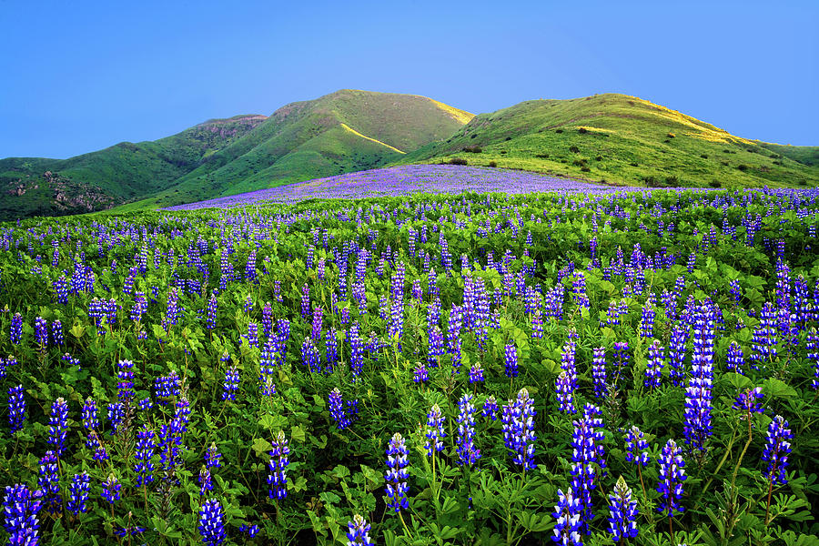 Last Light on the Lupines Photograph by Lynn Bauer