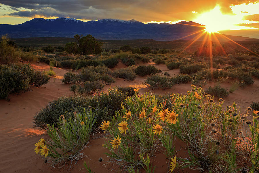 Sunset Photograph - Last light on wildflowers beneath the Henry Mountains. by Wasatch Light