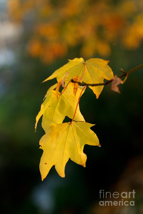 Fall Photograph - Last look  by Gary Bridger
