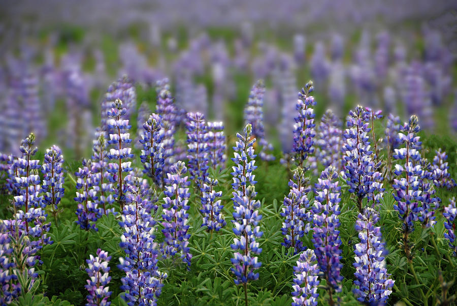 Last Lupines of Porter Ranch Photograph by Lynn Bauer