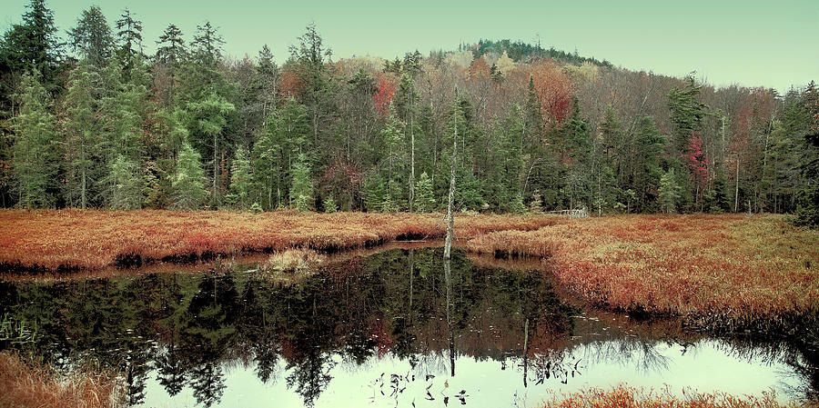Last of Autumn on Fly Pond Photograph by David Patterson