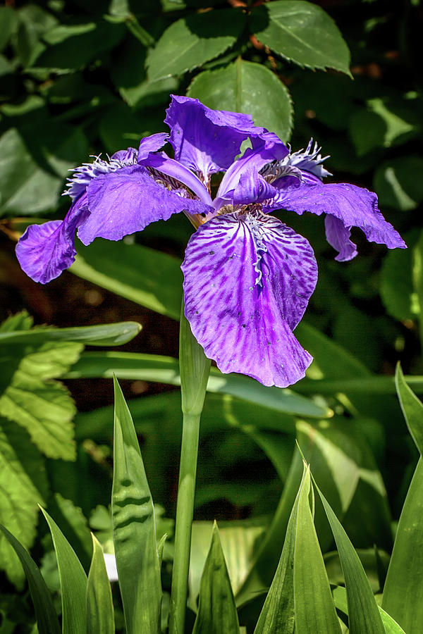 Last of the Irises Photograph by John Haldane