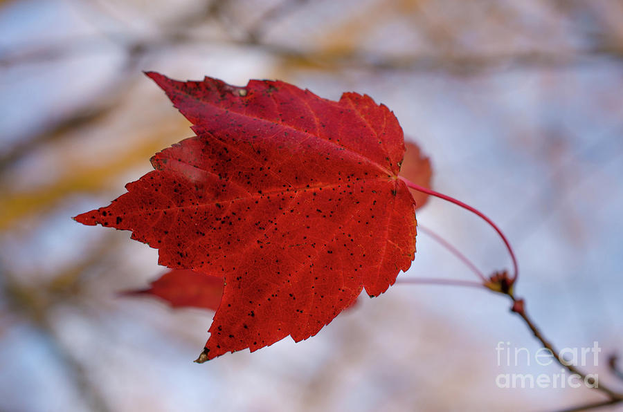 Last of the Leaves Autumn Foliage / Botanical / Nature Photograph Photograph by PIPA Fine Art - Simply Solid