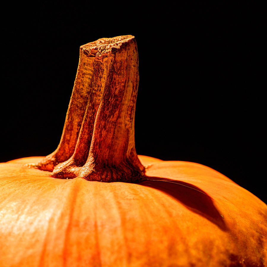 Last of the pumpkins Photograph by Karen Smale