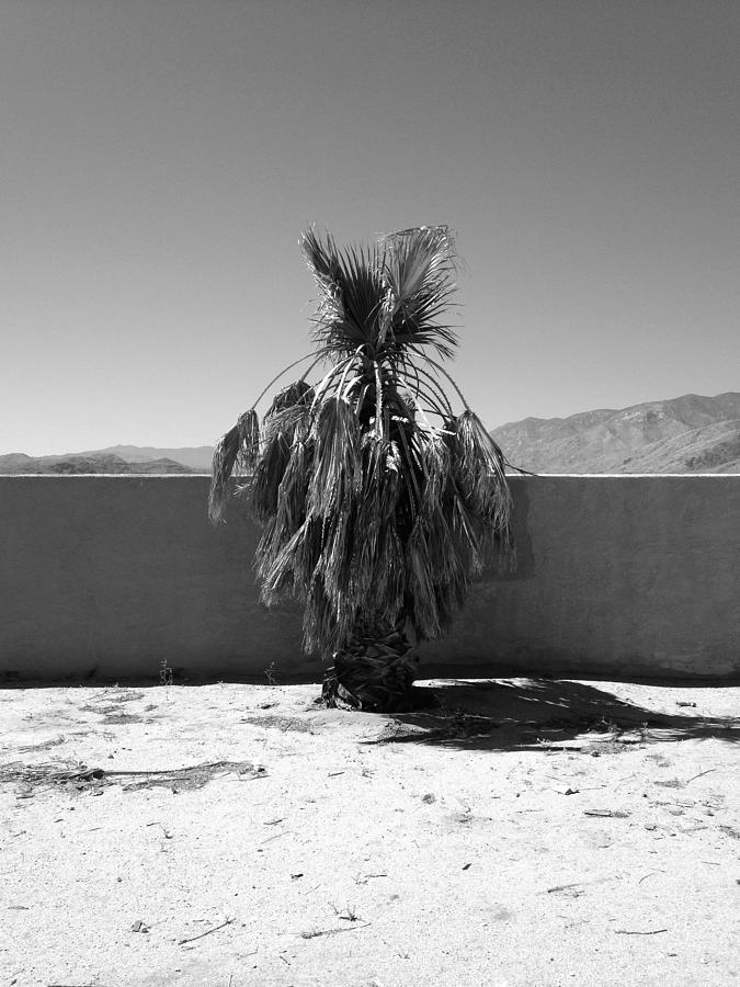 The Last Black and White Palm Photograph by Stan Magnan