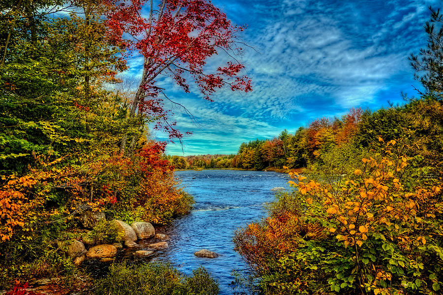 Tree Photograph - Last Peek of Autumn on the Moose River by David Patterson
