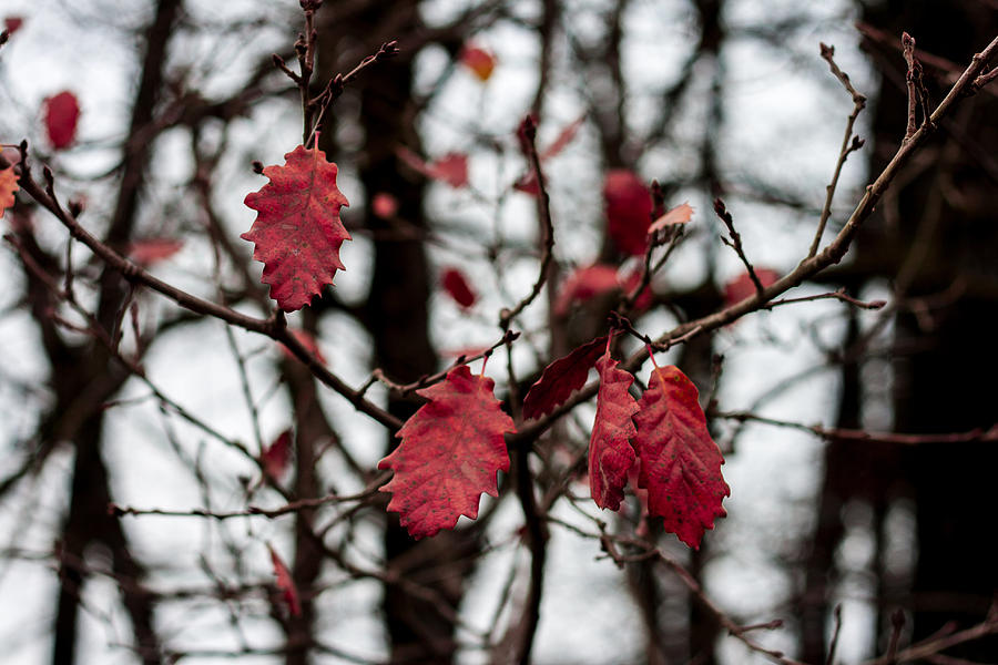 Last red Leaves Photograph by Georgia Clare