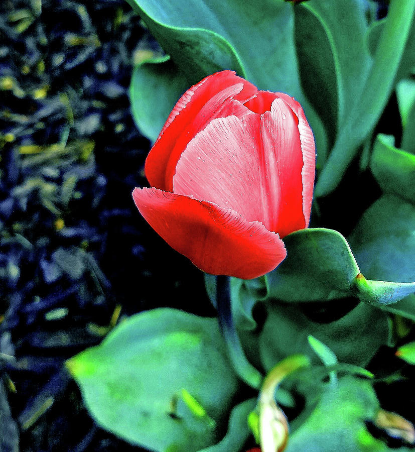 Last Red Tulip Photograph by Femina Photo Art By Maggie