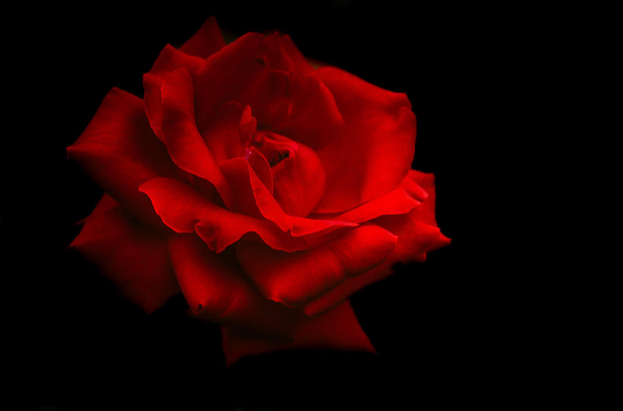 Last Rose of Summer Photograph by Jenny Rainbow