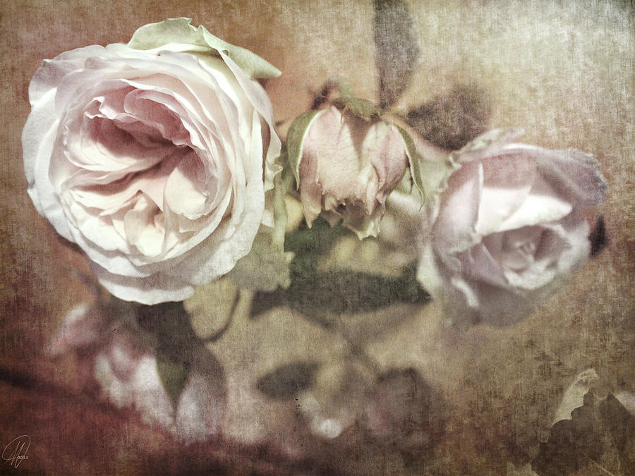 Last Rose of Summer Digital Art by Margaret Hormann Bfa
