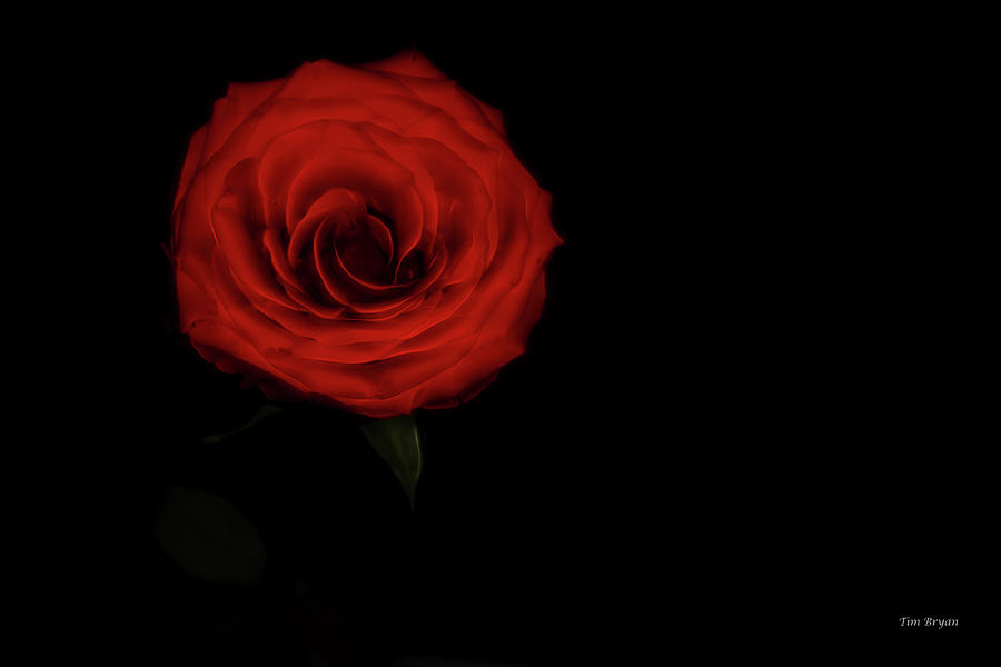 Flower Photograph - Last Rose by Tim Bryan