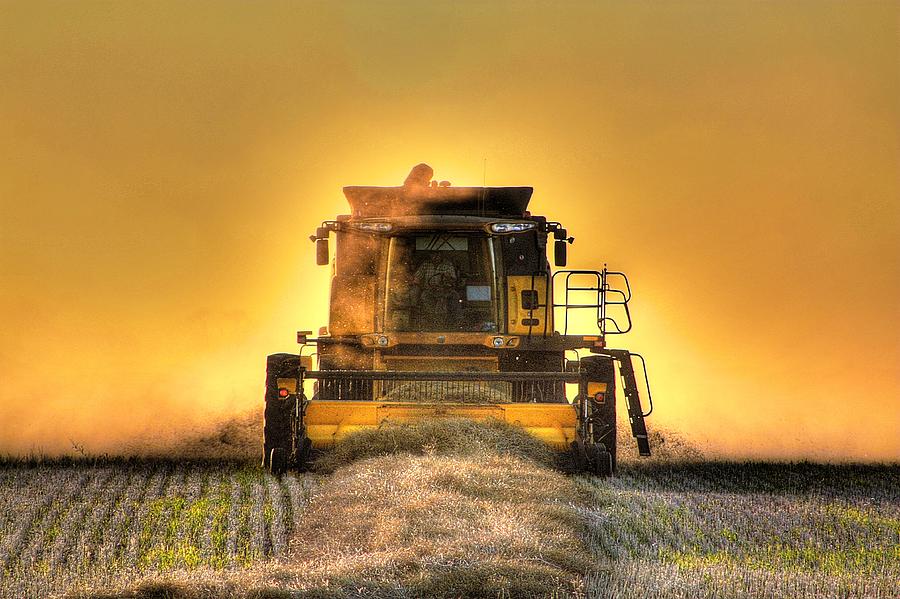 Last Row of Harvest Photograph by David Matthews