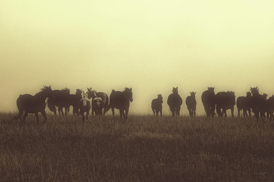 Horse Photograph - Last Run at Dusk by Amanda Smith
