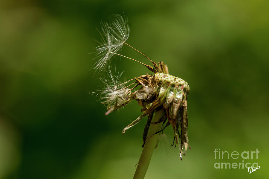Last Seeds of a Dandelion Photograph by Alana Ranney