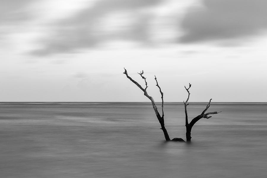 Last standing tree on Folly Beach Photograph by Stefan Mazzola