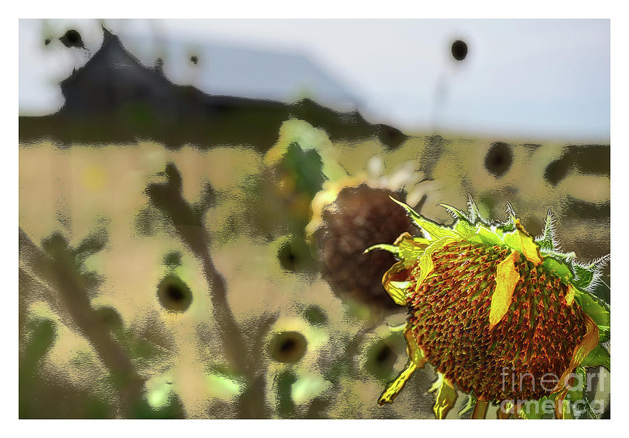 Last Sunflower Digital Art by Deb Nakano