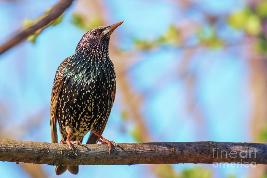 Last sunny weekend in the South Park, Sofia - Common starling  Photograph by Jivko Nakev