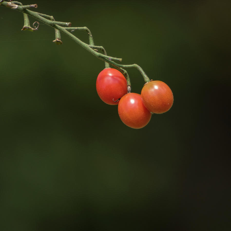 Last Tomatoes Photograph by Jurgen Lorenzen