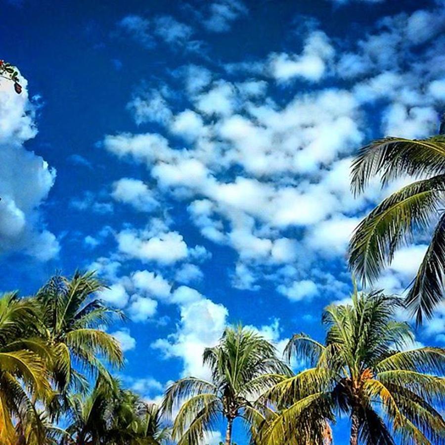 Blueskies Photograph - Last Week Of Blue Skies And Palm Trees by Victoria Clark