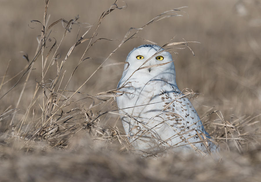 Last year of the Snowy Owls... Photograph by Ian Sempowski