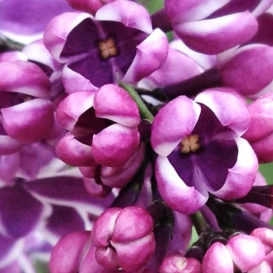 Lilac Photograph - Last Years Lilacs. Excited For Their by Jerri Bjork