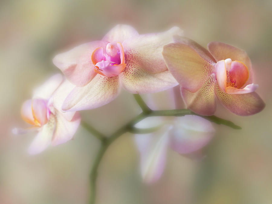 Orchid Photograph - Lasting forever. by Usha Peddamatham