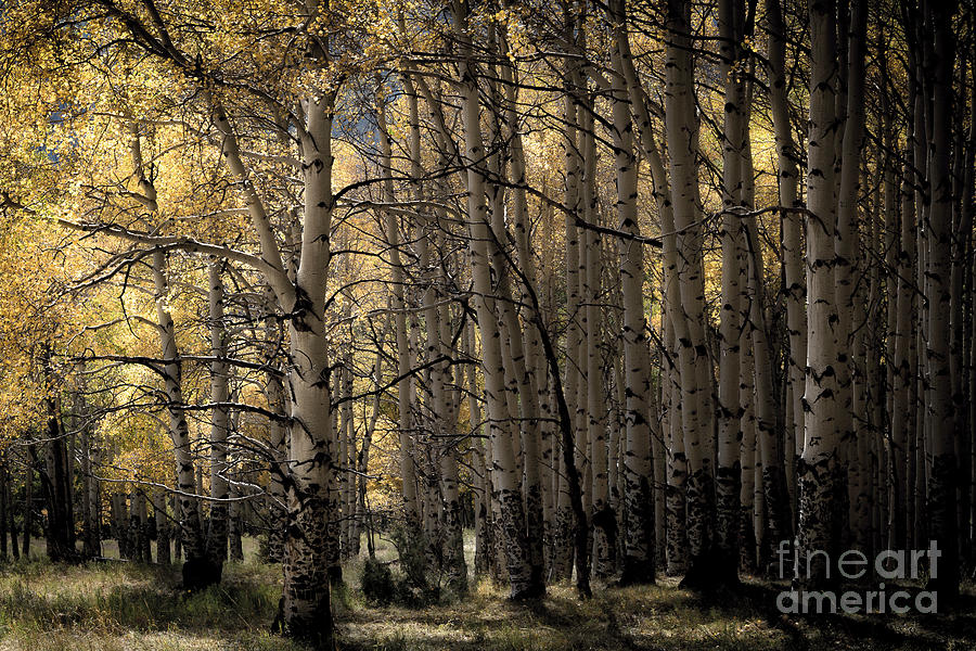 Late Afternoon Aspens - Last Dollar Road Photograph by The Forests Edge Photography - Diane Sandoval
