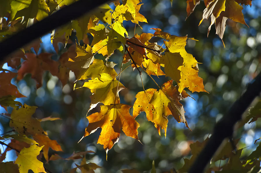Fall Photograph - Late Afternoon Gold by Ross Powell
